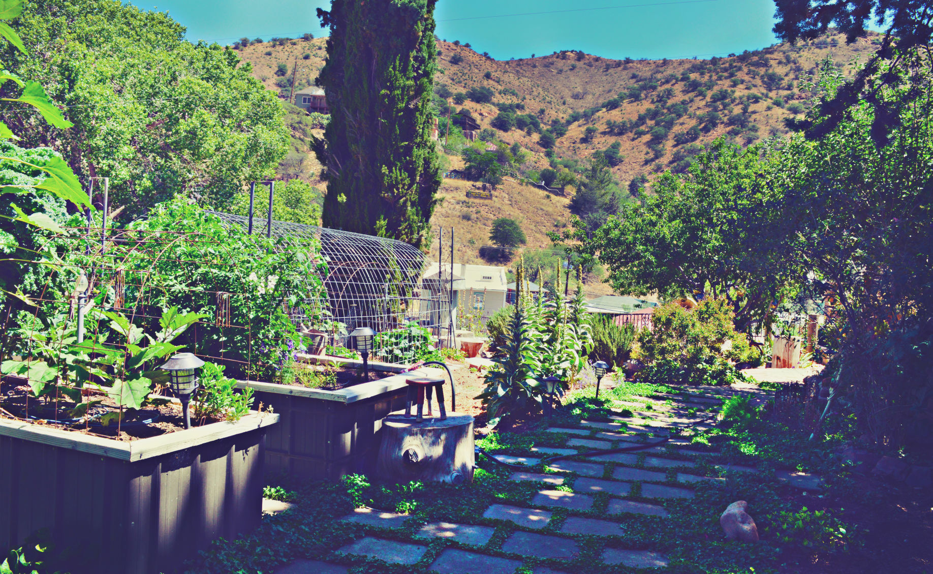 Collins garden